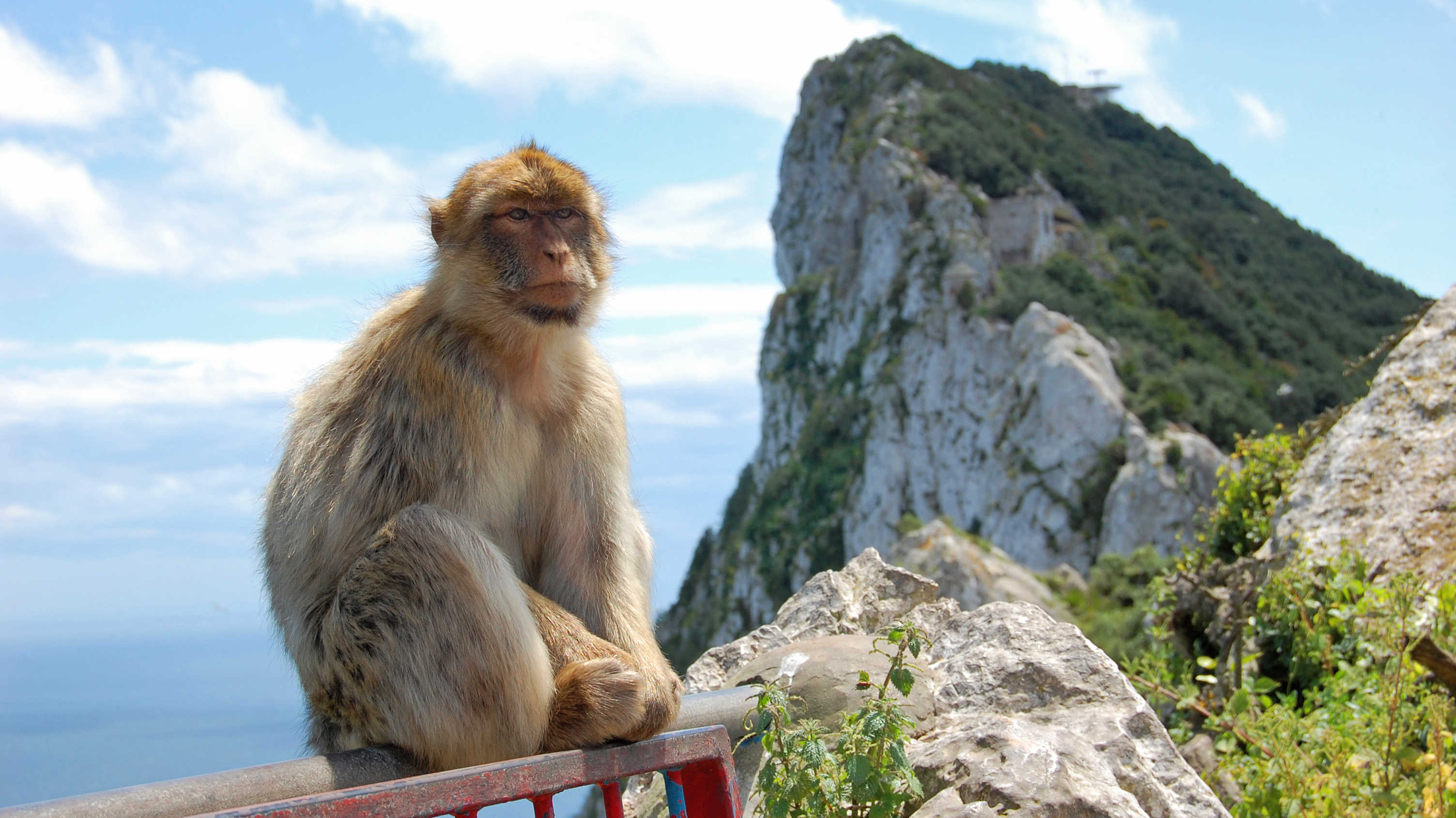 A monkey in Gibraltar